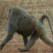 Sexy Monkey